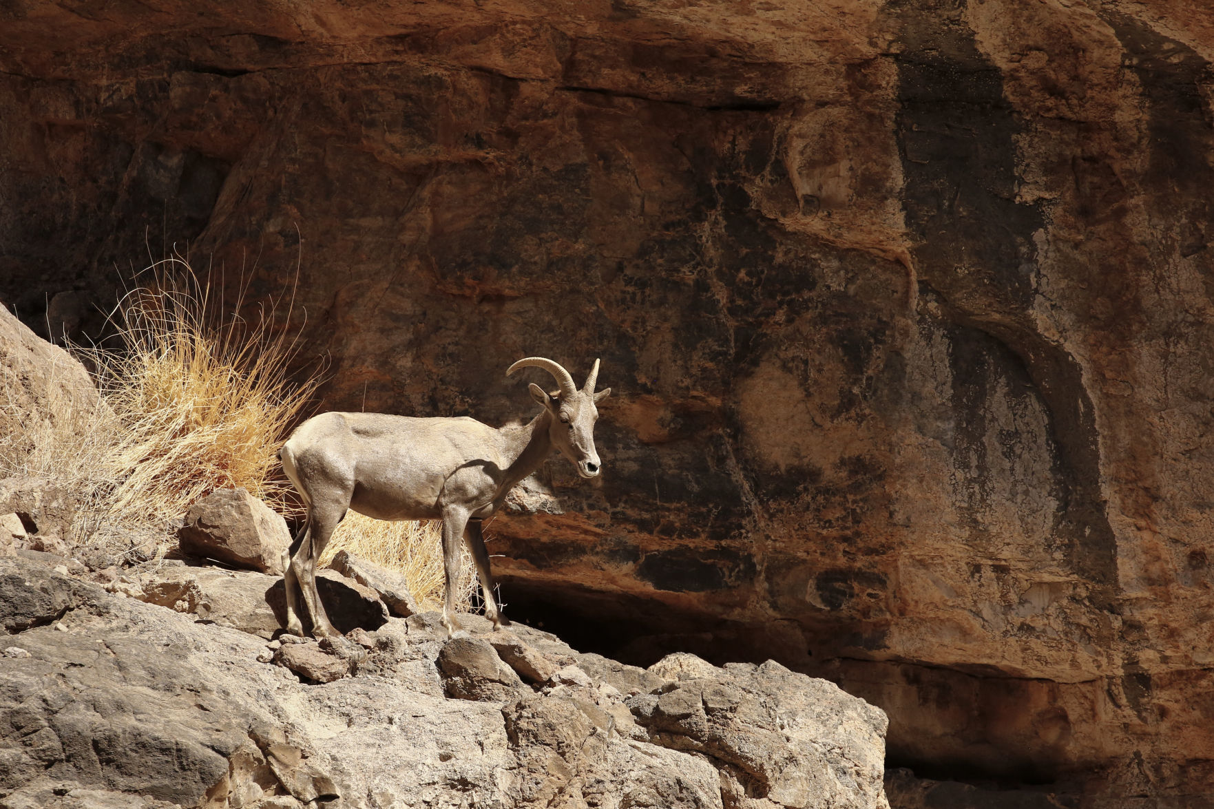 BIGHORN-WILDLIFE-ARIZONA